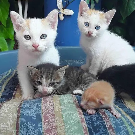 Dom wakacyjny Casa Rossa